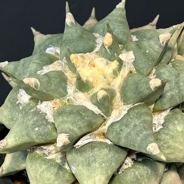 観葉植物/サボテン：アリオカルプス花牡丹 5号鉢植え｜園芸ネット プラス