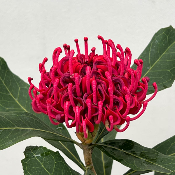 楽天市場】テロペア・スペシオシマ（スペシオシッシマ）6寸鉢植え 苗