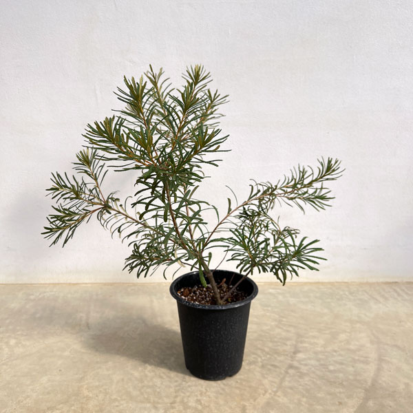 楽天市場】バンクシア・ヘアピン （スピヌロサ） 5号ポット苗 : 苗木部