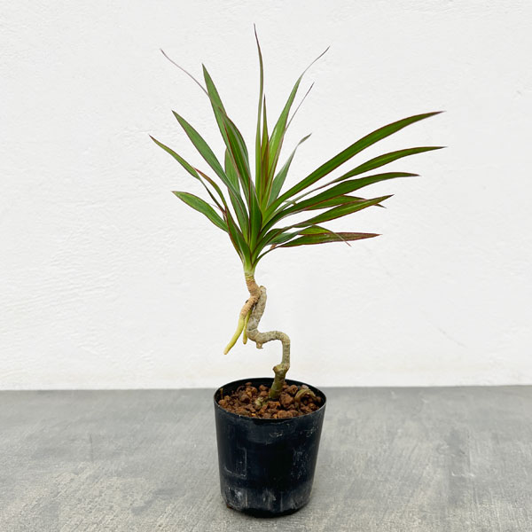 楽天市場】希少 斑入りドラセナ トルネード（5号鉢） 観葉植物 : パリ