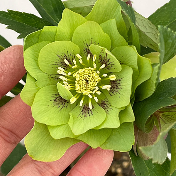 楽天市場】2023年新入荷苗 クリスマスローズ ダブル咲き グリーン系