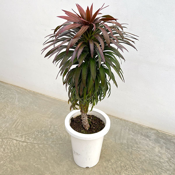 楽天市場】おしゃれ 観葉植物：ユッカ デスメティアーナ*白プラ鉢 現品