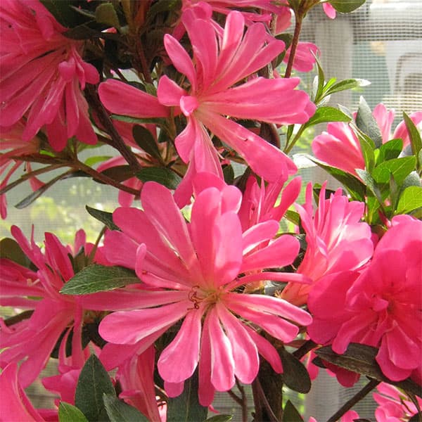 楽天市場】苗：皐月/さつき（愛花） : 遊恵盆栽 楽天市場店