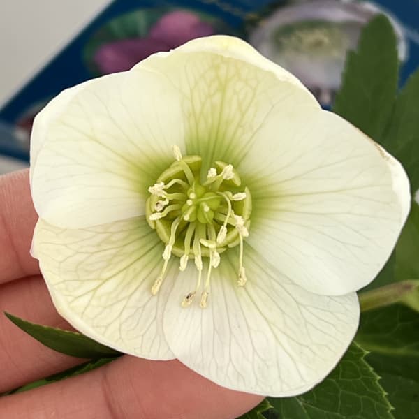 楽天市場】珍しい クリスマスローズ原種 リグリクス苗/販売/通販/種類