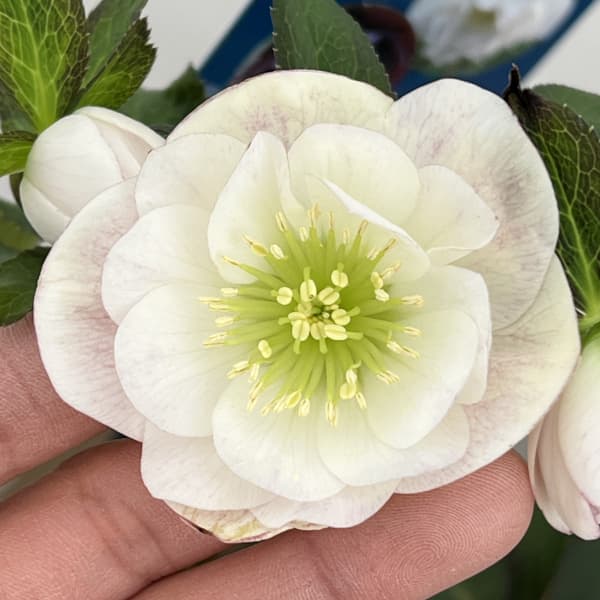 楽天市場】クリスマスローズ原種・アトロルーベンスダブル苗/販売/通販