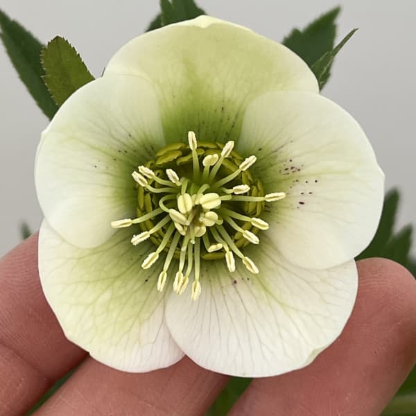 楽天市場】クリスマスローズ原種・オドルス苗クロアチア/販売/通販