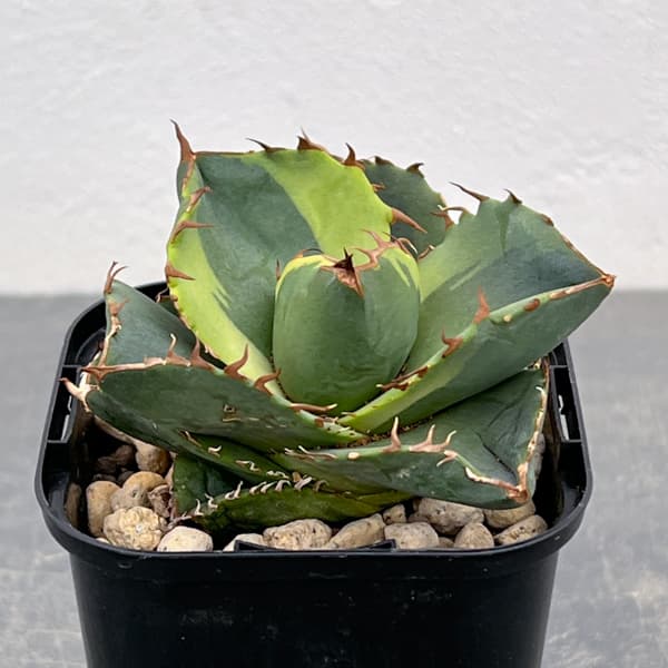 楽天市場】観葉植物/アガベ:リトルシャーク 8号鉢植え : 園芸 楽天市場】観葉植物/アガベ:リトルシャーク 8号鉢植え : 園芸