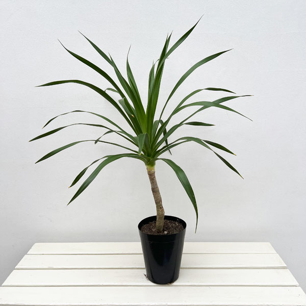 【現品】パラオ　パラオドラセナ　大株1本立ち　10号　KS8番 楽天市場】【現品・現物】パラオ パラオドラセナ 10号 KS8番 大型 観葉