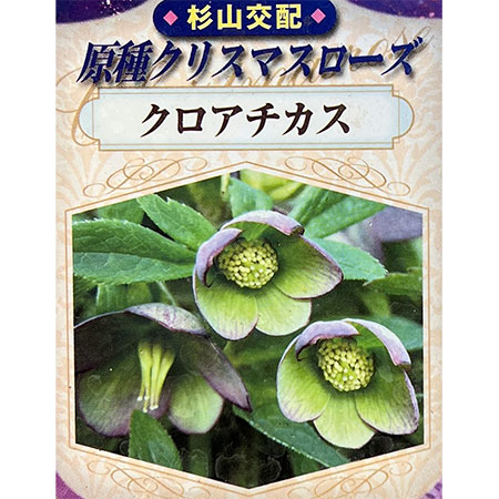 楽天市場】クリスマスローズ原種・トルクァツス苗ボスニアtor3/販売
