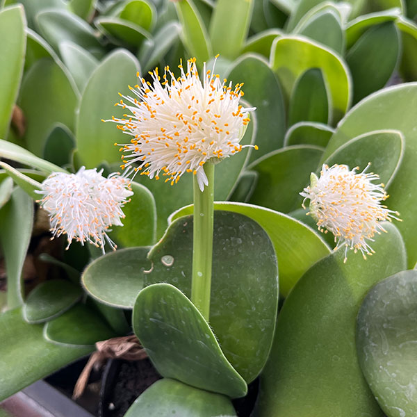 楽天市場】【送料無料】山野草 マユハケオモト ピンク 歌姫 B : 片岡笑