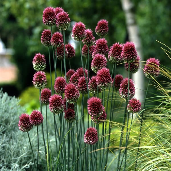 楽天市場】アリウム ギガンチューム 球根Lサイズ 1球入り(b08) : 千草園芸