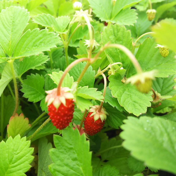 青*様  ワイルドストロベリー　大量まとめ売り 楽天市場】◇送料無料◇ ワイルドストロベリー 苗 【フレーズ デ ボア