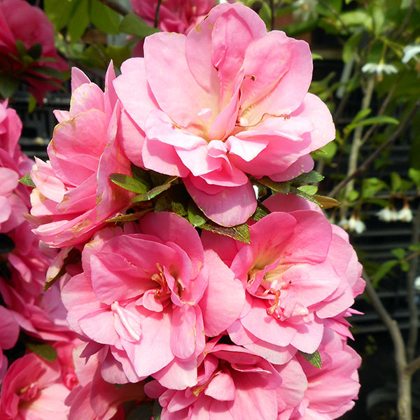 楽天市場】苗：さつき（朝桜）*サツキ : 遊恵盆栽 楽天市場店