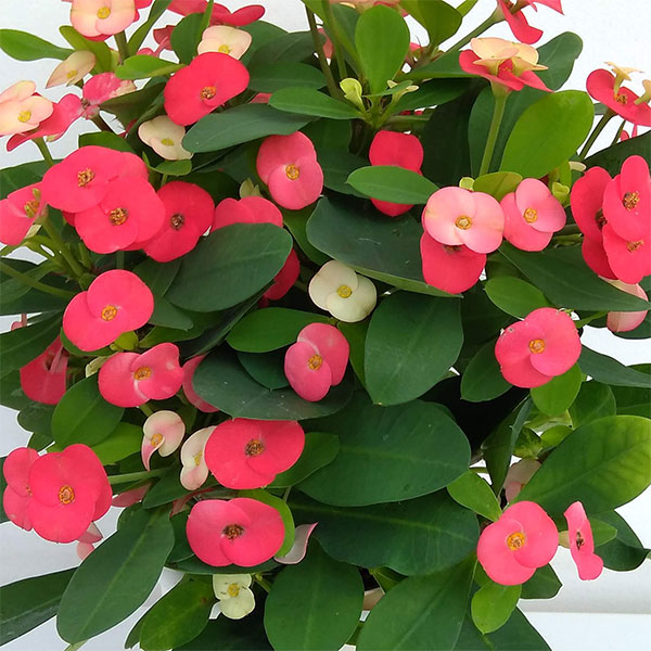 楽天市場】花キリン 八福神 パーシェン 2株セット 大輪花と花色が魅力