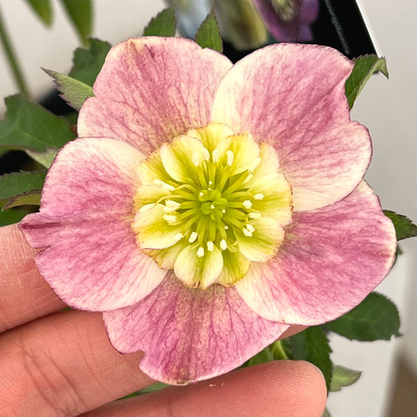 楽天市場】クリスマスローズ 広瀬園芸 ソレイユ ダブル 0213-006 現品