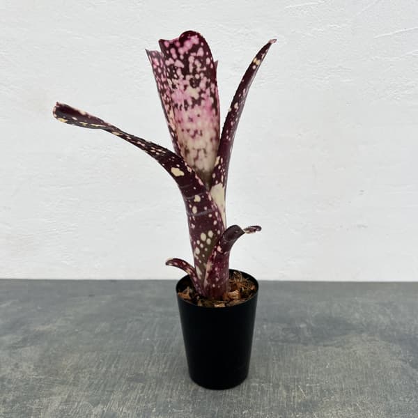 観葉植物/ビルベルギア：カワナズ・パナシェ 3号ポット｜園芸ネット プラス