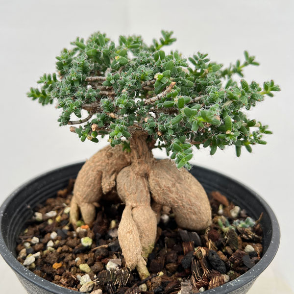 観葉草木/トリコディアデマ：ブルボスム 姫紅小松 5号鉢植え 観葉植物-花・ガーデン・DIY