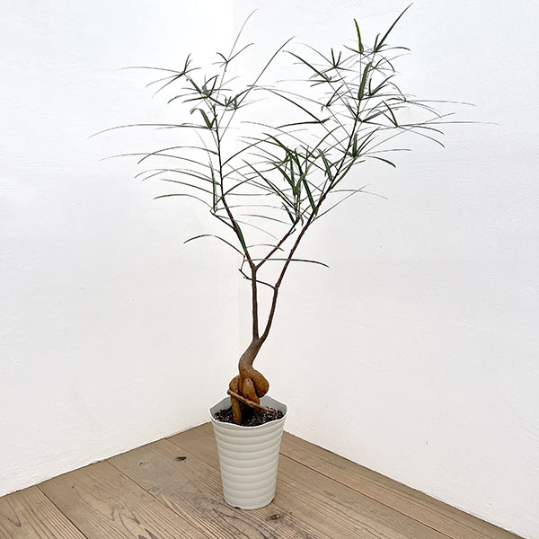 観葉植物 ブラキキトン 195cm