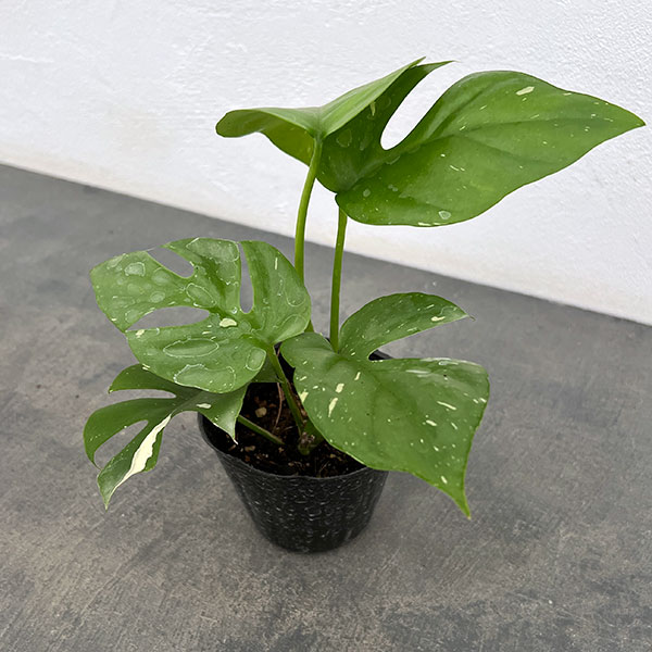 楽天市場】おしゃれ 観葉植物：ヒメモンステラ*7号 吊り鉢 姫