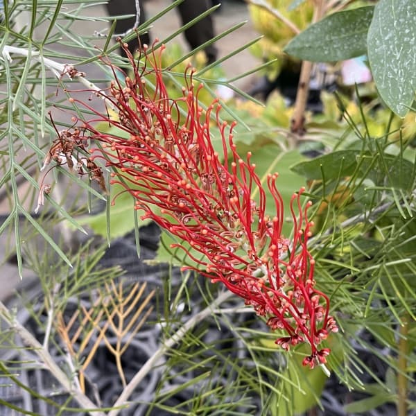 楽天市場】グレビレア キングスセレブレーション 5寸鉢植え : 日本花卉