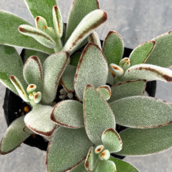 楽天市場】多肉植物：カランコエ 白うさぎ*葉幅7cm : 遊恵盆栽 楽天