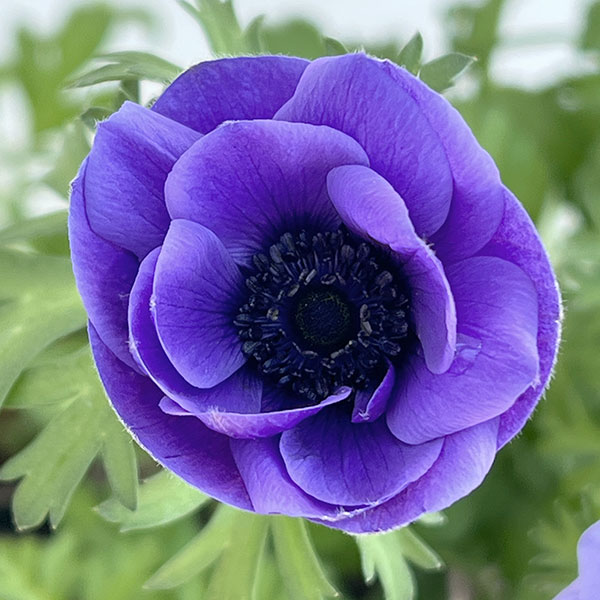 楽天市場】予約販売 アネモネ 苗 コロナリアダブル 10.5cmポット