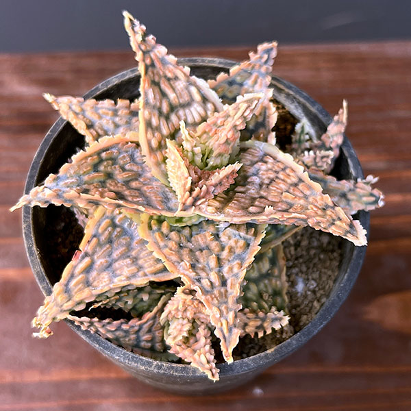 [カット苗】アロエ ハイブリッド / aloe hyb ③ カット苗】アロエ ハイブリッド / aloe hyb ③ カット苗】アロエ