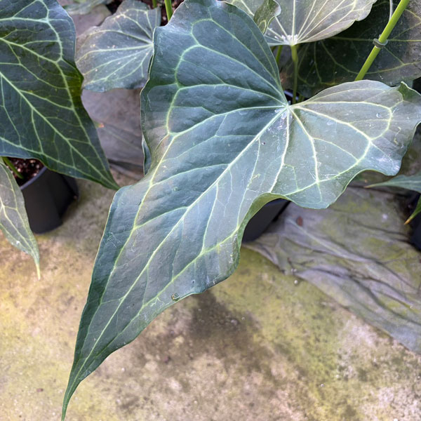 観葉草木/ベニウチワ（原種）：デルタフォース 8号鉢植え