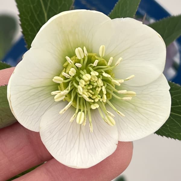 楽天市場】珍しい クリスマスローズ原種 リグリクス苗/販売/通販/種類