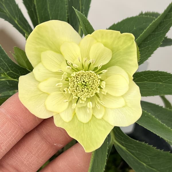 楽天市場】【現品】斑入りクリスマスローズ スノーフィーバー 5号 A496