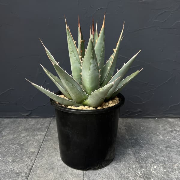楽天市場】観葉植物/アガベ:リトルシャーク 8号鉢植え : 園芸 楽天市場】観葉植物/アガベ:リトルシャーク 8号鉢植え : 園芸