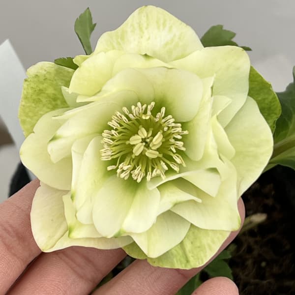 楽天市場】クリスマスローズ 八重咲 利休系グリーンリップ ダブル 4号