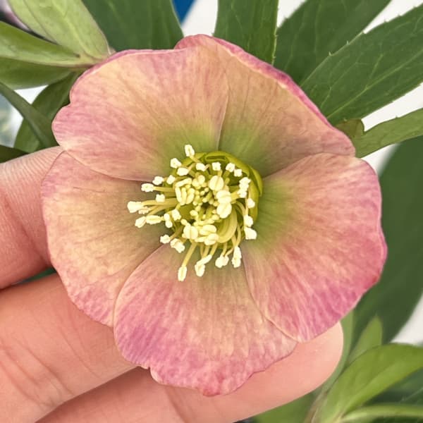 楽天市場】珍しい クリスマスローズ原種 ムルチフィダス