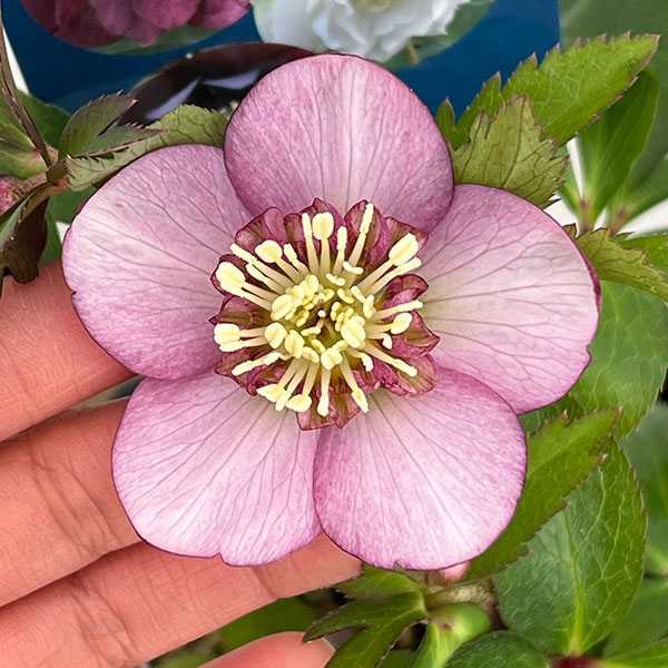 楽天市場】クリスマスローズ原種・アトロルーベンスダブル苗/販売/通販