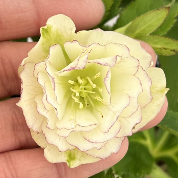 楽天市場】クリスマスローズ原種・アトロルーベンスダブル苗/販売/通販