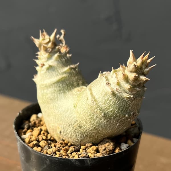 楽天市場】観葉植物/パキポディウム：ウィンゾリー（実生） 4号鉢植え