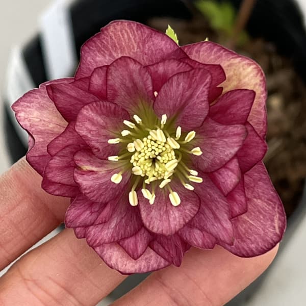 楽天市場】原種系クリスマスローズ クロアチカス 4.5号 : フラワー