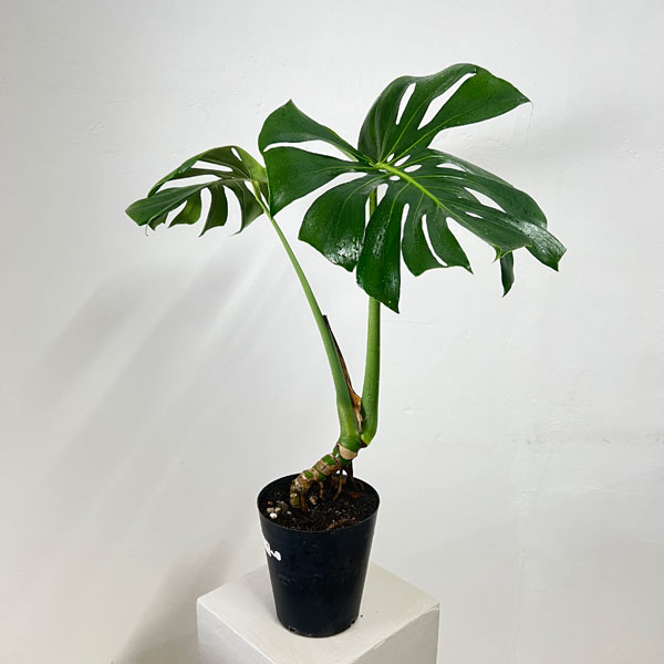 観葉草木/モンステラ：アダンソニー（根売り上げ金） 6号鉢植え 花・ガーデン・DIY-観葉植物
