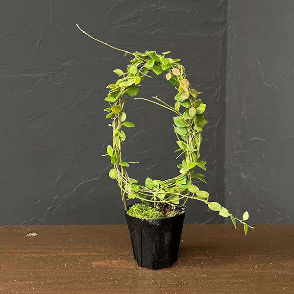 観葉植物/ホヤ：ｓｐティミカ（リング仕立て） 2号鉢植え｜園芸ネット プラス