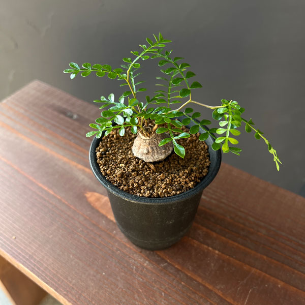 楽天市場】オージープランツ おしゃれ 鉢花 観葉植物：ダーウィニア