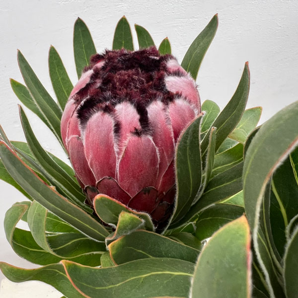 楽天市場】キングプロテア シナロイデス 9cmポット オージープランツ