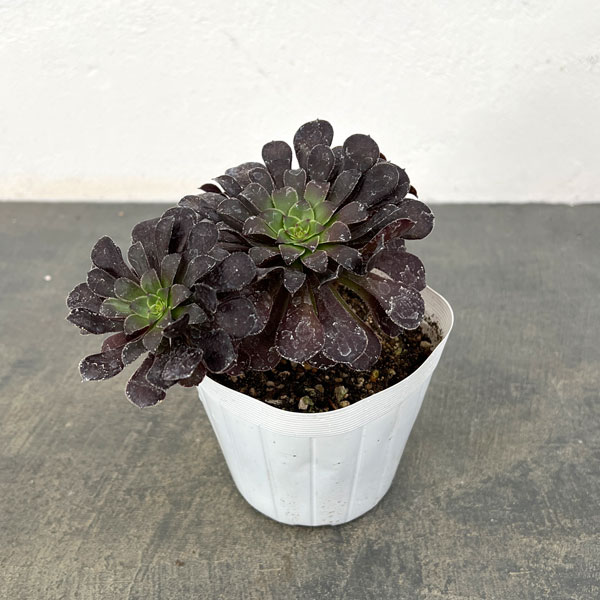 特選‼️アエオニウム　スーパーバン綴化　美斑苗‼️法師錦　特大‼️ コレクション商品 特選‼️アエオニウム スーパーバン綴化 美斑苗‼️法師錦 特大