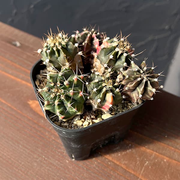楽天市場】PLANCHU サボテン ギムノカリキウム 新天地 しんてんち 3号