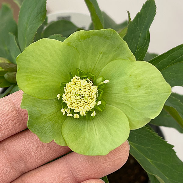 楽天市場】クリスマスローズ ニゲル HGC シューティングスター 5号苗