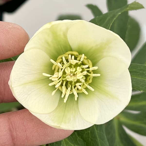 楽天市場】珍しい クリスマスローズ原種 ムルチフィダス