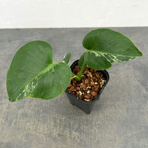 観葉植物/モンステラ：デリシオーサ バルバソー 3.5号ポット26-02｜園芸ネット プラス
