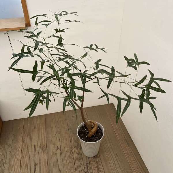 観葉植物 ブラキキトン 195cm