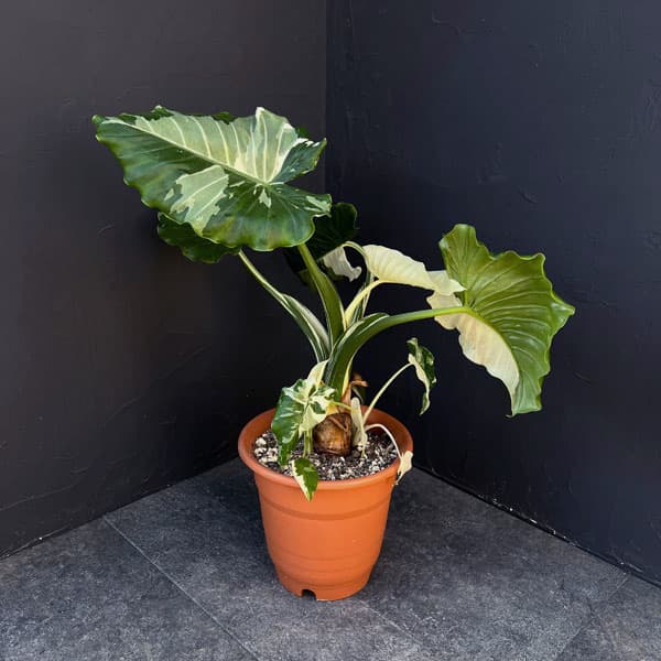 楽天市場】【現品・現物】斑入りクワズイモ クワヅイモ 10号 : 松や