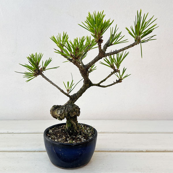 楽天市場】盆栽：黒松（紺長方縁付小鉢)*くろまつ クロマツ 鉢植え