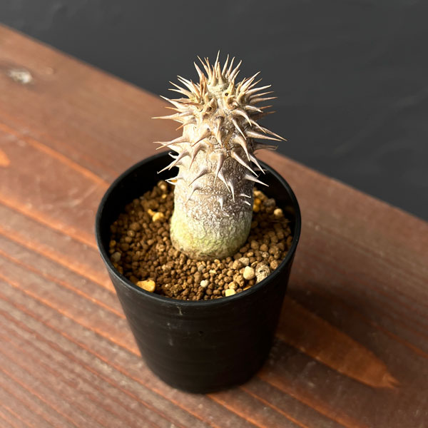 パキポディウム　ウィンゾリー　国内実生（4株セット） パキポディウム ウィンゾリー 国内実生（4株セット） パキポディウム